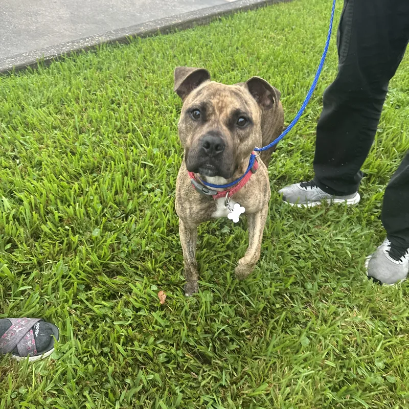Sweetie... pocket bully thumbnail 4