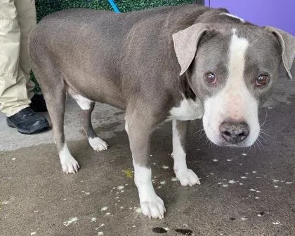 An adult large-sized male Gray / Blue / Silver Pit Bull Terrier dog named Ray Charles for adoption in El Paso, TX