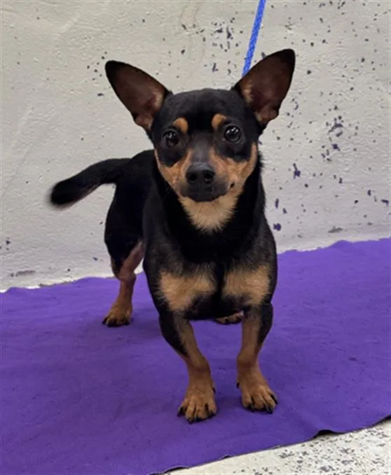 A young small-sized male Chihuahua dog named Beary for adoption in Houston, TX