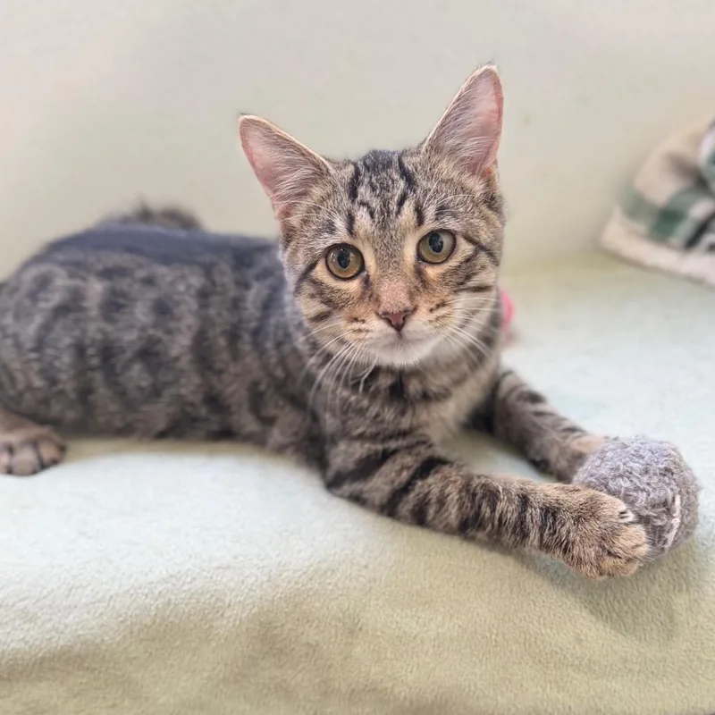 A baby small-sized female Domestic Short Hair cat named Naughty Nicky Noodles for adoption in Fredericksburg, VA