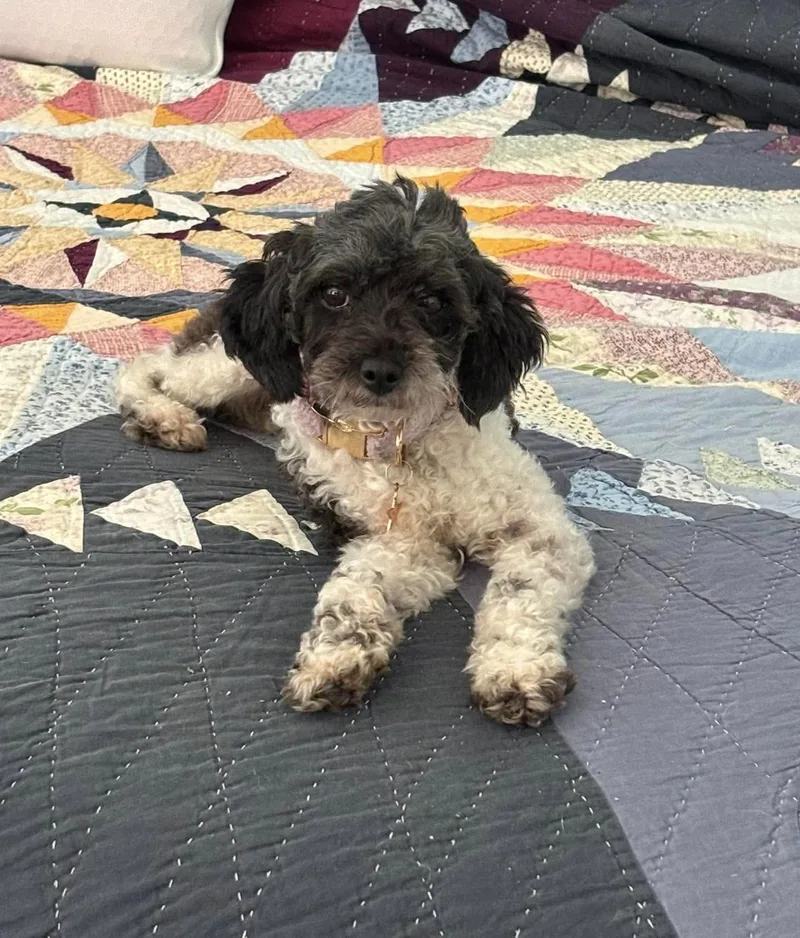 A young small-sized female Gray / Blue / Silver Poodle (Toy) dog named Priscilla for adoption in Gulfport, MS