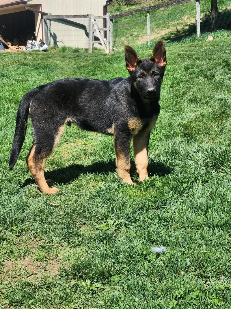 A baby large-sized male German Shepherd Dog dog named Onyx for adoption in Phoenixville, PA