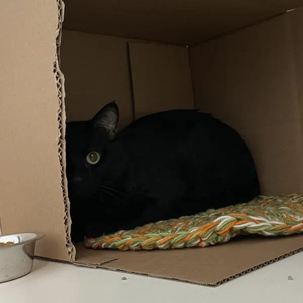 An adult small-sized male Domestic Short Hair cat named Blanket Dragon Bonded for adoption in Des Moines, IA