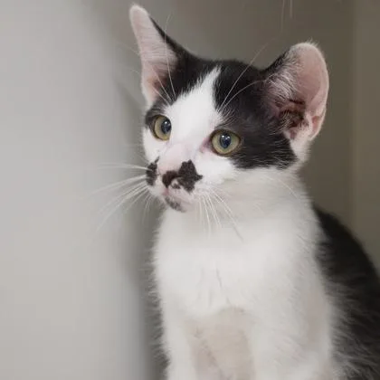 A baby small-sized female Domestic Short Hair cat named Bilby for adoption in Verona, WI