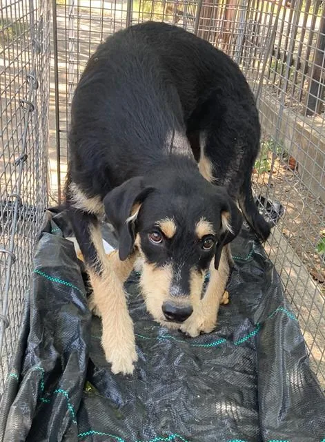 A young medium-sized female Airedale Terrier dog named Kina for adoption in Dallas, TX
