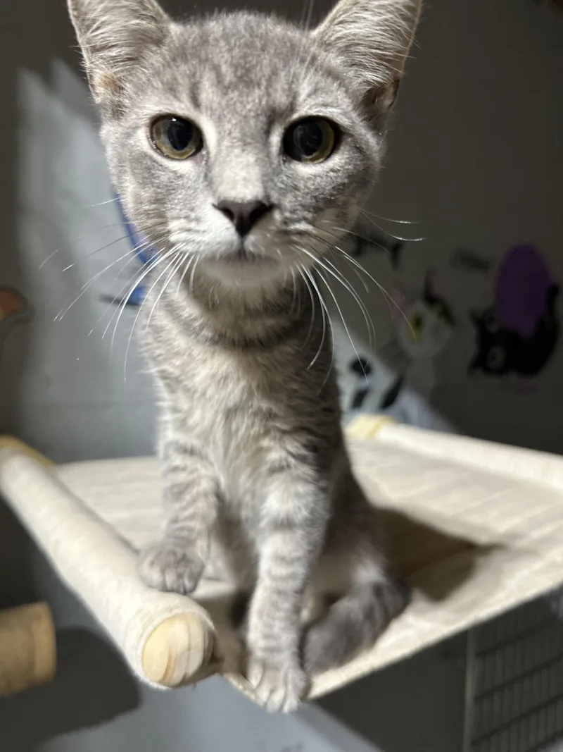 A young medium-sized female Domestic Short Hair cat named Gray Gill for adoption in Clarksville, VA