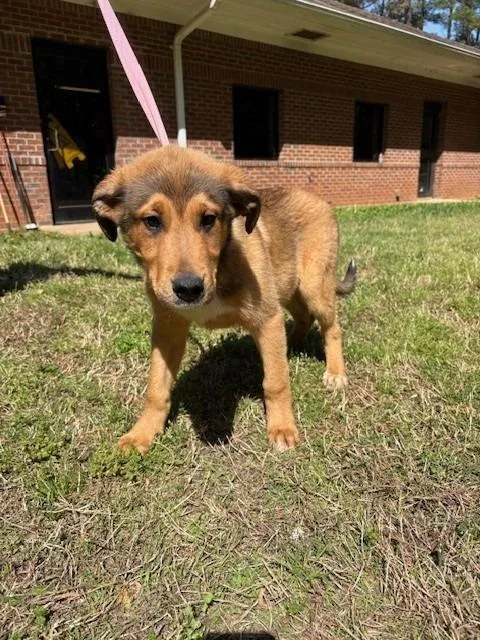 A baby medium-sized male Cane Corso dog named Rooster for adoption in Warrenton, NC