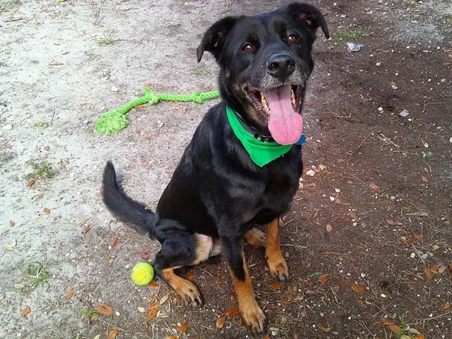 An adult large-sized male German Shepherd Dog dog named Charlie for adoption in Fort Lauderdale, FL
