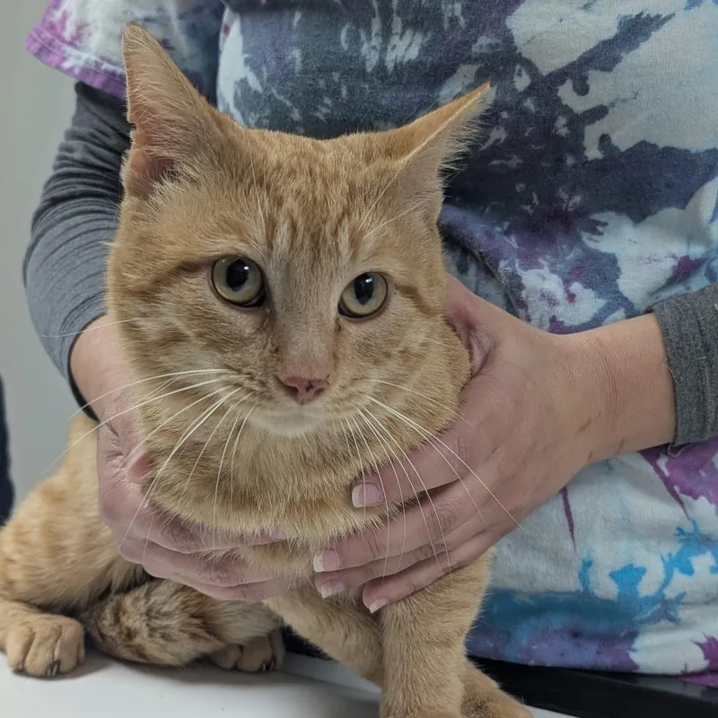 An adult medium-sized male Orange / Red Domestic Short Hair cat named Dorito for adoption in Canton, IL