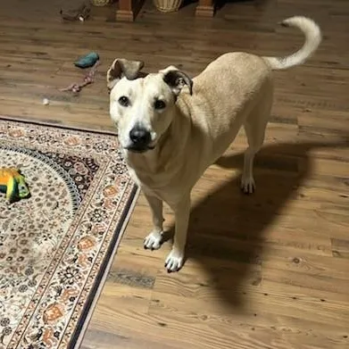 An adult medium-sized male Apricot / Beige Mixed Breed dog named Simba for adoption in Mansfield, TX