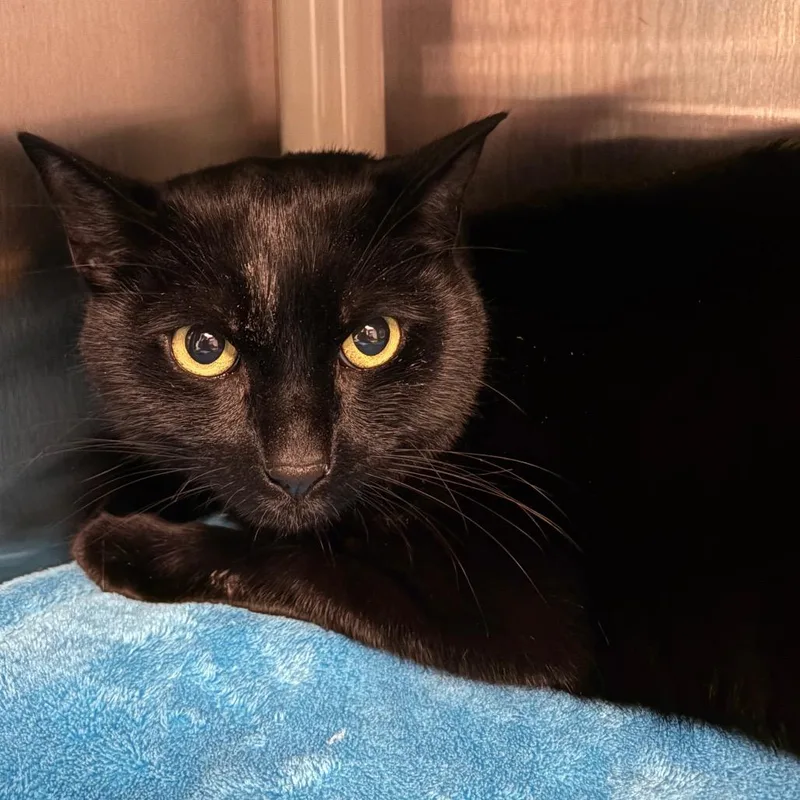 An adult large-sized male Black Domestic Short Hair cat named Pennywise for adoption in Keizer, OR