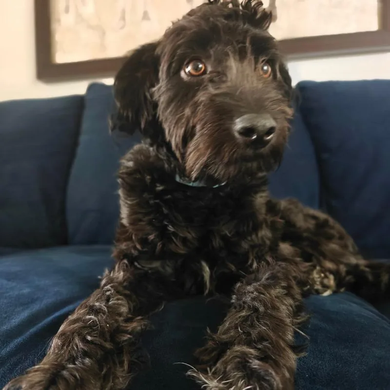 A young small-sized male Black Poodle dog named Fletcher for adoption in Jarrettsville, MD