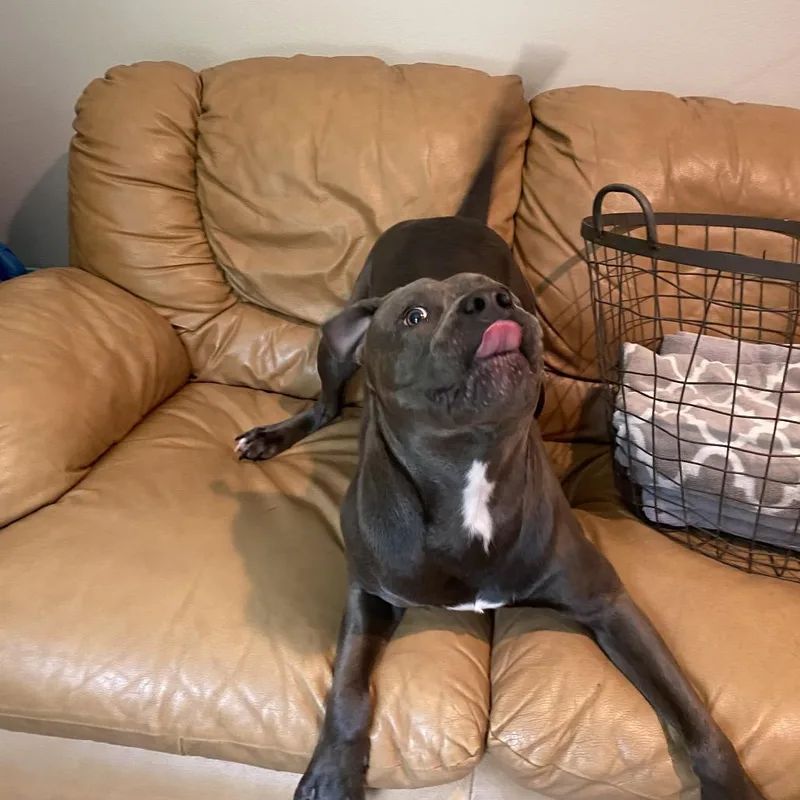 An adult medium-sized male Gray / Blue / Silver Mixed Breed dog named Wesker for adoption in Port Charlotte, FL