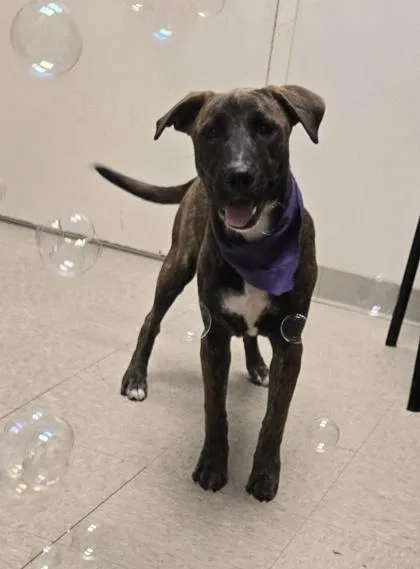 A baby medium-sized female Brindle Mixed Breed dog named Dreamfyre for adoption in Hamilton, OH