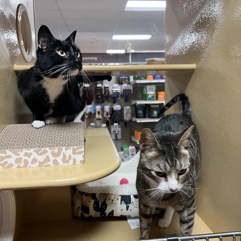 Sylvester thumbnail 2