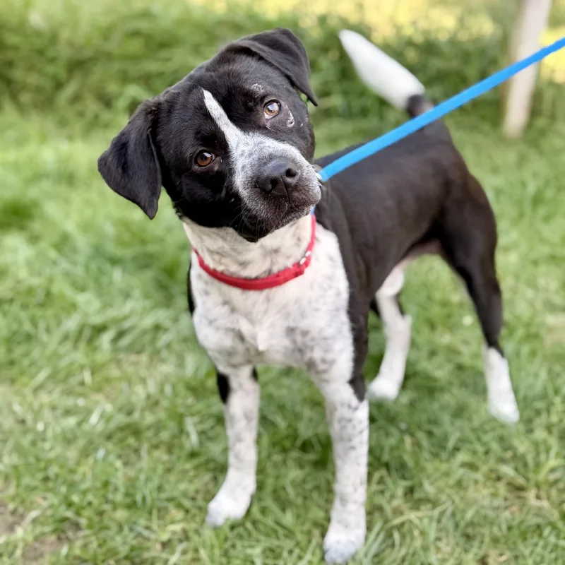 An adult medium-sized male Black German Shorthaired Pointer dog named Roscoe for adoption in Manahawkin, NJ