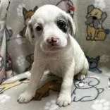 A baby medium-sized female Merle (Blue) Australian Shepherd dog named Atlantis for adoption in Portsmouth, OH