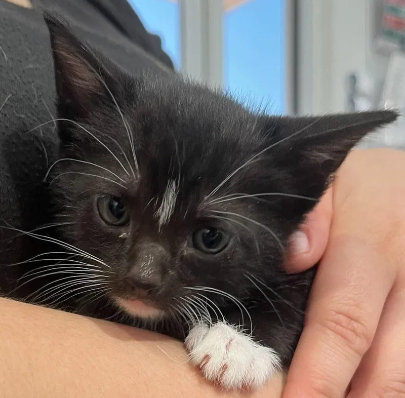 A baby small-sized male Domestic Short Hair cat named Phantom for adoption in Richland Hills, TX