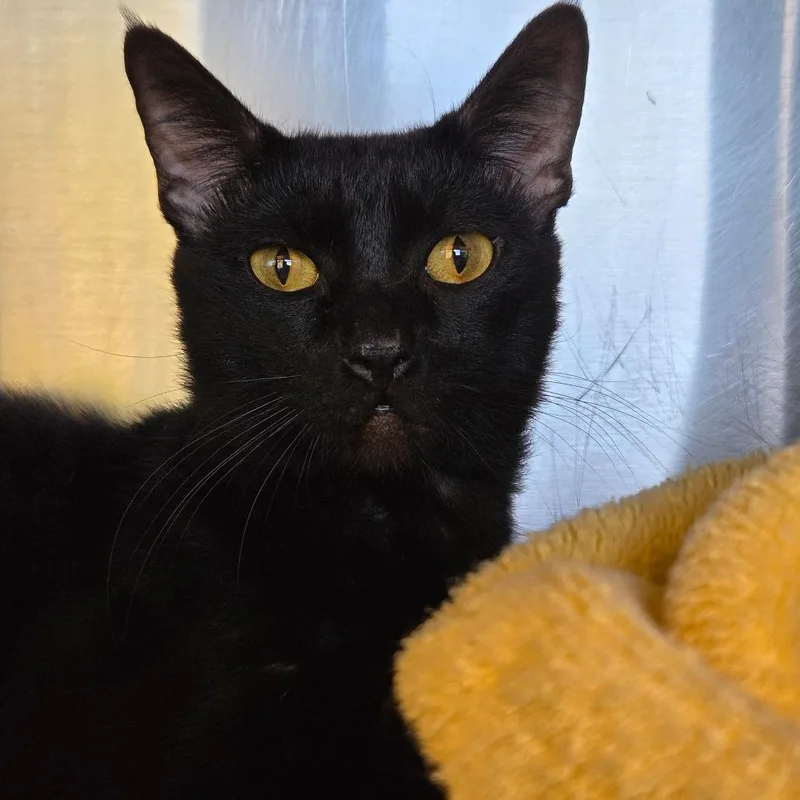 An adult medium-sized male Black Domestic Short Hair cat named Blooper for adoption in Asheville, NC