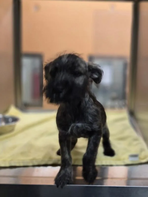 A baby small-sized male Terrier dog named Pen for adoption in Lawrenceville, GA