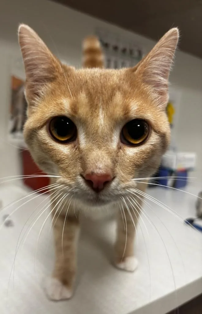 A young large-sized male American Shorthair cat named Russ for adoption in Greenfield, IN