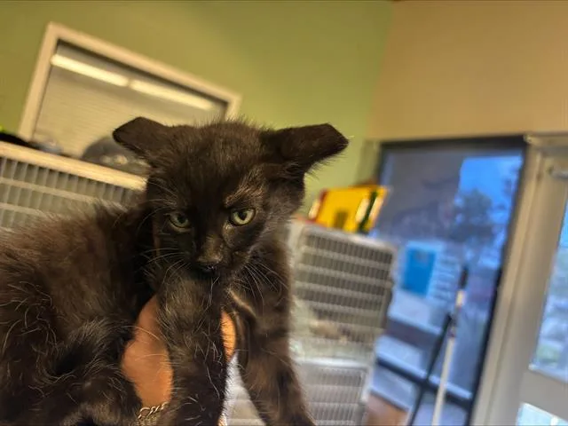 A baby small-sized male Domestic Short Hair cat named Tomato for adoption in Grand Prairie, TX
