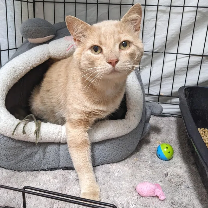 An adult large-sized male Buff / Tan / Fawn Domestic Short Hair cat named Hector LR for adoption in Union, MO