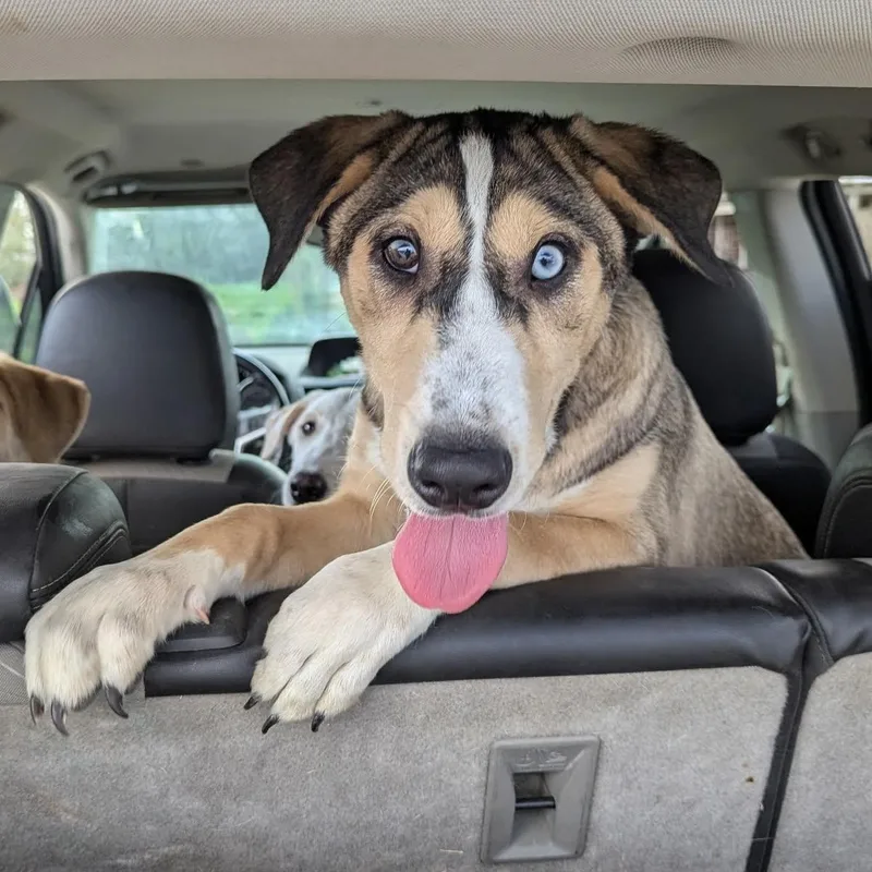 A young medium-sized male Tricolor (Brown, Black, & White) Terrier dog named Thumper for adoption in CORPUS CHRISTI, TX