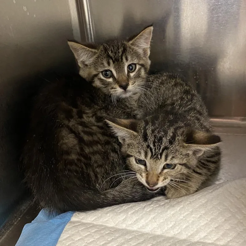 A baby small-sized female Brown / Chocolate Domestic Short Hair cat named Greek Food Items for adoption in Westminster, CA