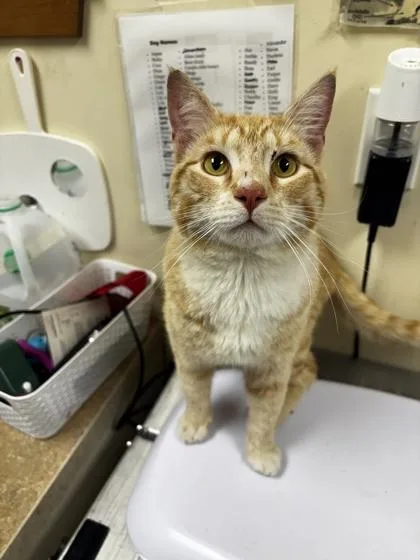 An adult small-sized male Domestic Short Hair cat named Mr. Piggy for adoption in Burlington, WA