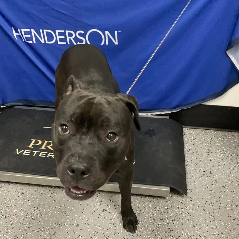 An adult medium-sized male Pit Bull Terrier dog named Hacca for adoption in Henderson, NV