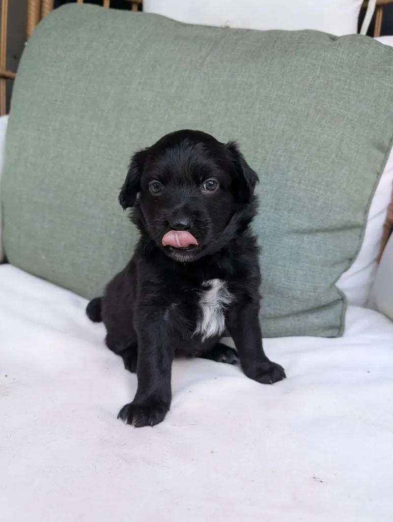 A baby medium-sized female Australian Shepherd dog named Rothy for adoption in New Baltimore, MI