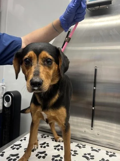 An adult medium-sized female Shepherd dog named B Marigold for adoption in North Charleston, SC