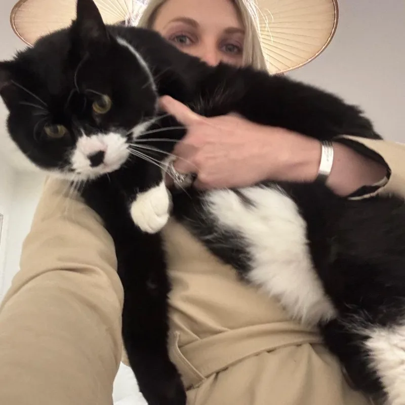 A senior large-sized male Black Domestic Short Hair cat named Pantha for adoption in Middle Village, NY