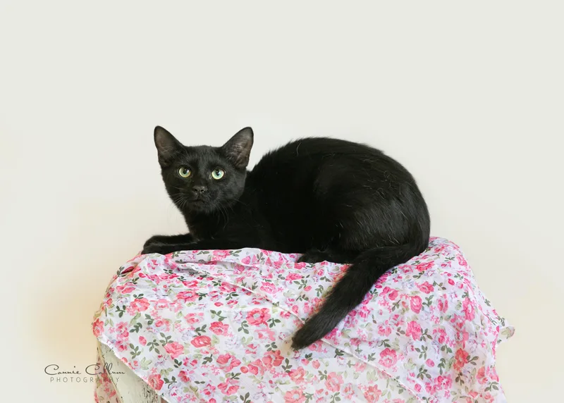 A young medium-sized female Black Domestic Short Hair cat named Kris for adoption in Homewood, AL