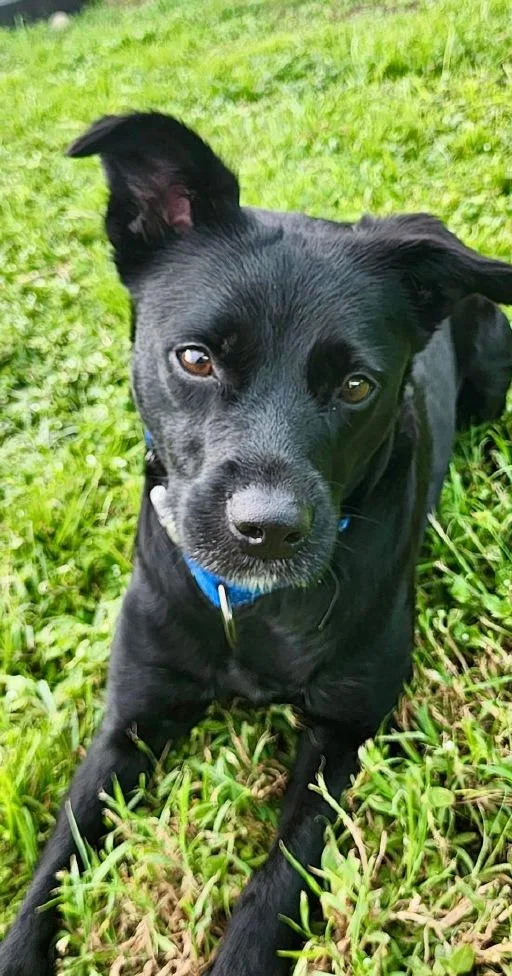 Marceline