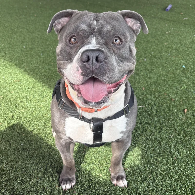 An adult large-sized male Gray / Blue / Silver Pit Bull Terrier dog named Bruno for adoption in Eatontown, NJ