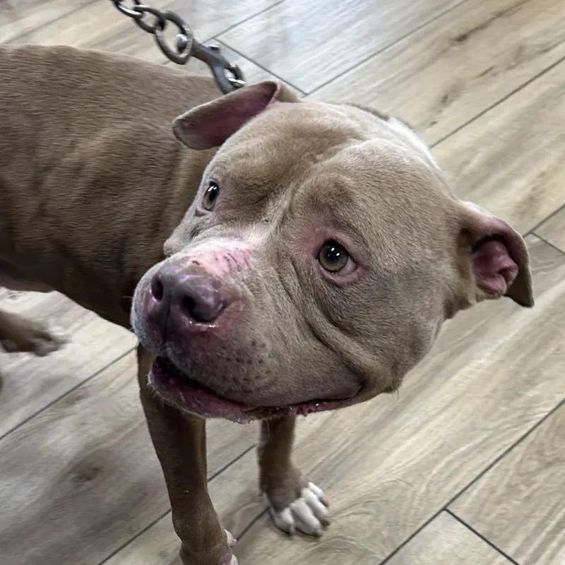A baby medium-sized male Yellow / Tan / Blond / Fawn Pit Bull Terrier dog named Michael Buble for adoption in Newark, NJ