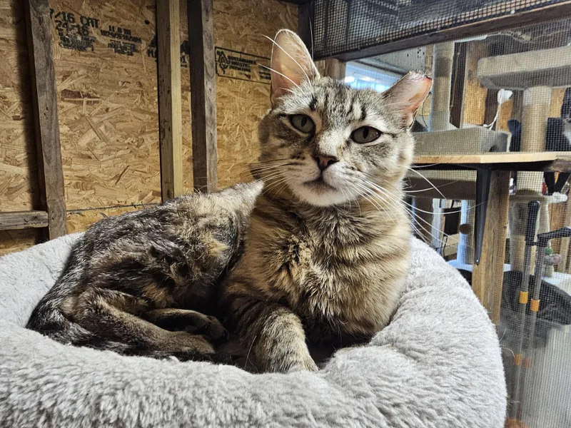 A young medium-sized female Tabby (Brown / Chocolate) Tabby cat named Dotty for adoption in Richmond, VA