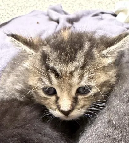 A baby small-sized female Domestic Long Hair cat named Eevee for adoption in Westland, MI