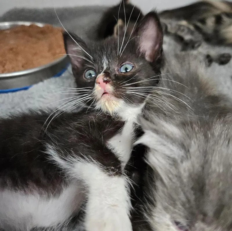 A young small-sized female Domestic Short Hair cat named Buttons for adoption in Los Angeles, CA