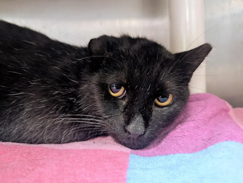 A young large-sized male Black Domestic Short Hair cat named Jake for adoption in Springfield, IL
