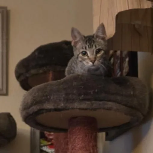 A baby small-sized female Gray / Blue / Silver Domestic Short Hair cat named Savanna for adoption in Mondovi, WI