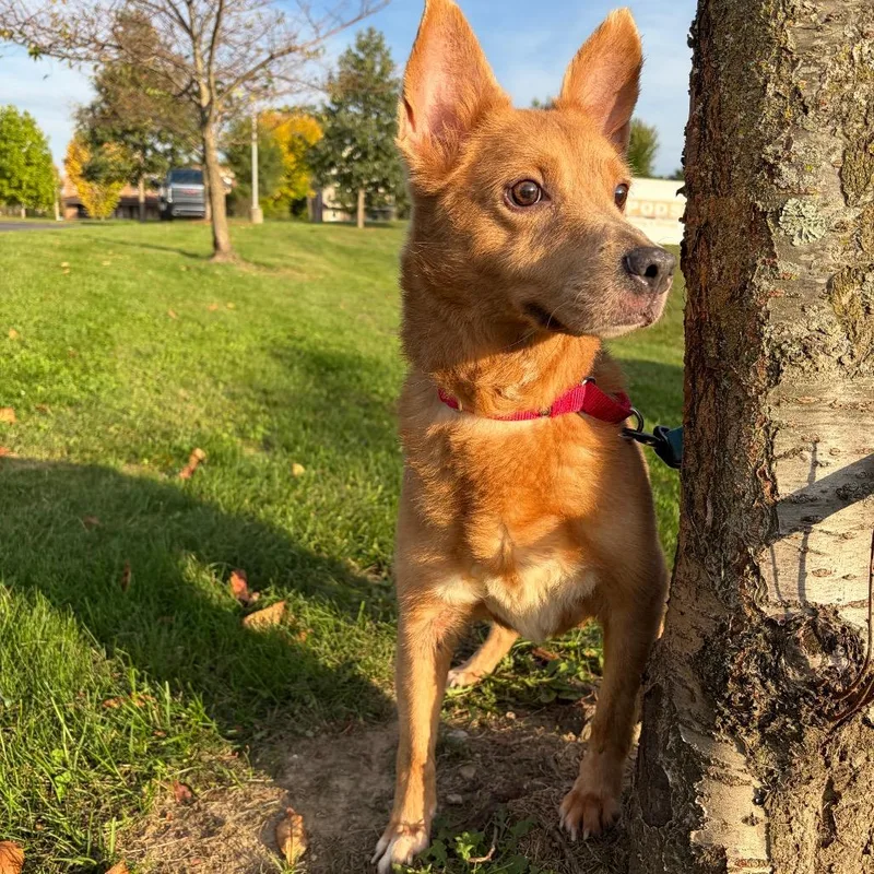 An adult medium-sized female Mixed Breed dog named Nevaeh for adoption in Pittsburgh, PA