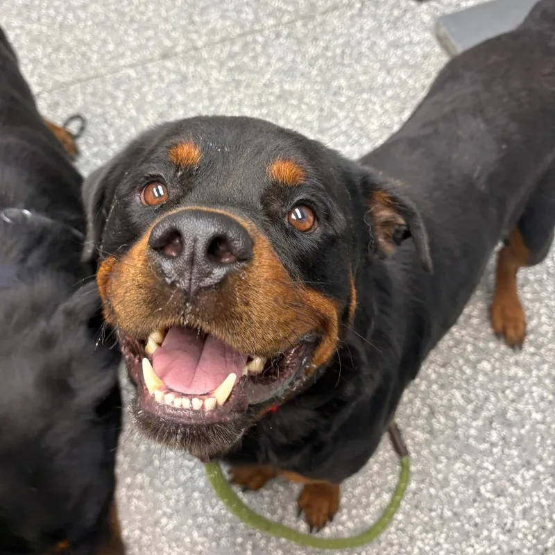 An adult large-sized male Black Rottweiler dog named Bear for adoption in Parkersburg, WV