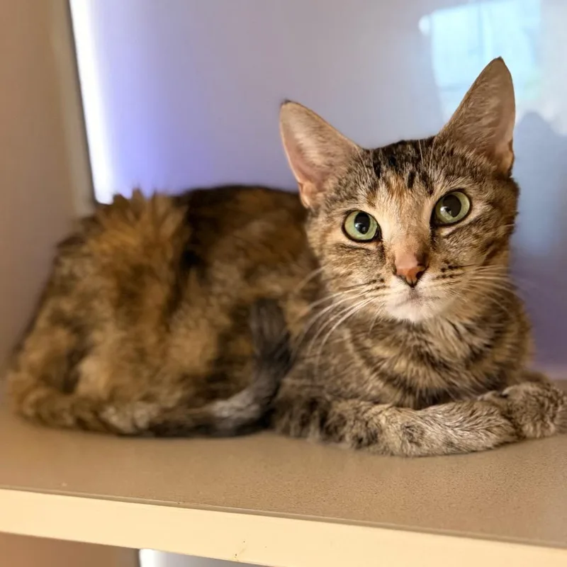 An adult medium-sized female Domestic Short Hair cat named Aster for adoption in Cumming, GA