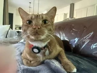 An adult medium-sized male Tabby cat named Rodrigo and Emanuel for adoption in Los Angeles, CA