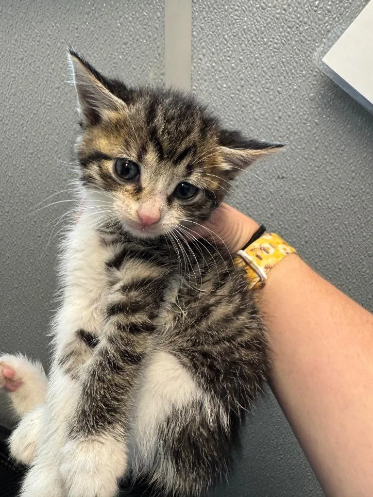 A baby medium-sized female Domestic Short Hair cat named Maple for adoption in Bloomington, IN