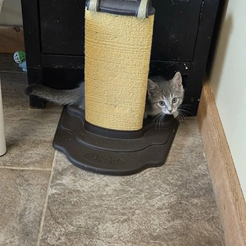 A baby medium-sized male Gray & White Domestic Short Hair cat named Chewy for adoption in Lancaster, KY