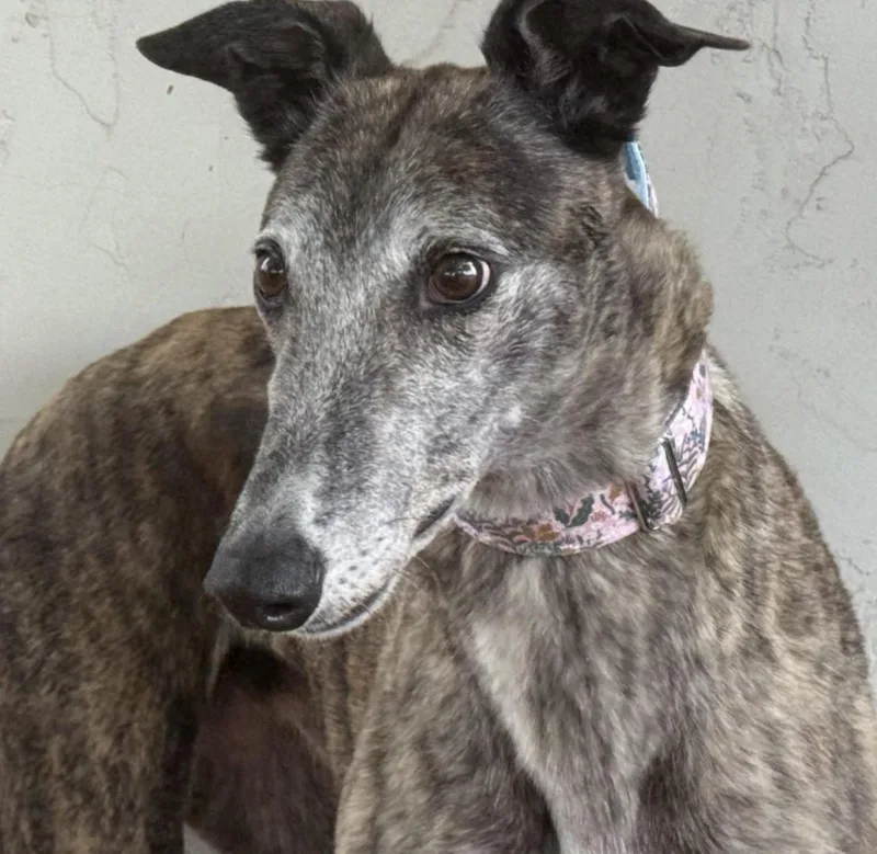 An adult large-sized female Brindle Greyhound dog named Millie for adoption in Coon Rapids, MN